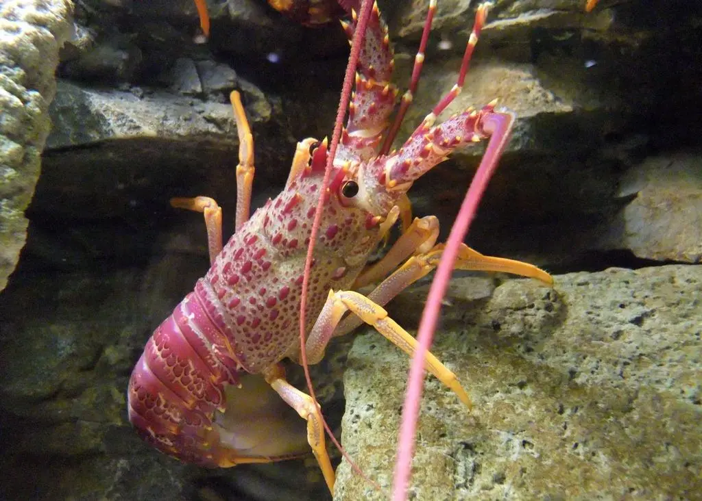 Rock lobster. Credit Stemonitis/Wiki