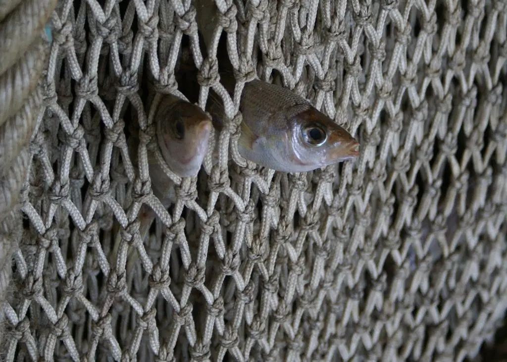 The EC has published a proposal to phase out bottom trawling and gillnet fishing. Credit: Sarah Lelong/Marine Photobank