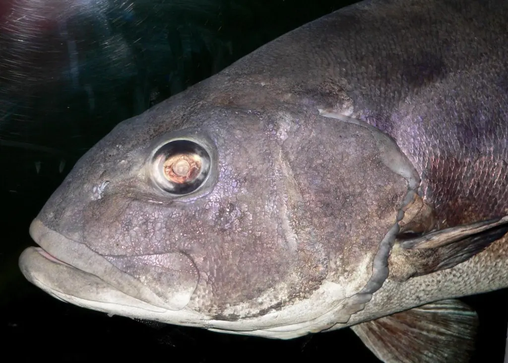 Gloria Maris' meagre, sea bream and sea bass have been certified sustainable. Photo: Stan Shebs