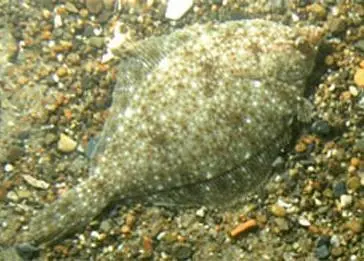 According to the team’s recent findings, the current stock assessment of the Georges Bank yellowtail flounder is incorrect. Credit: NOAA