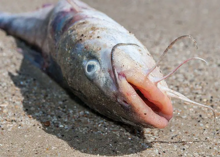 Catfish. Credit: Wilfredor (Own work)/CC-BY-SA-3.0, via Wikimedia Commons