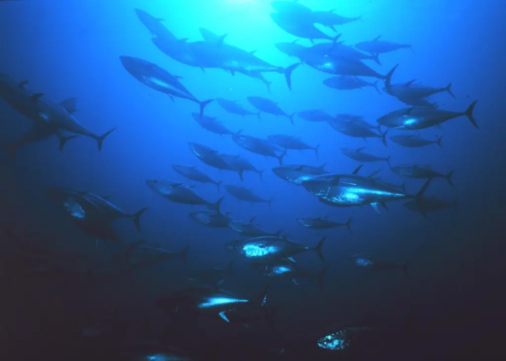 Deep-sea stocks pushed to the limit [1008759]  -  2 Linkid : 2109215