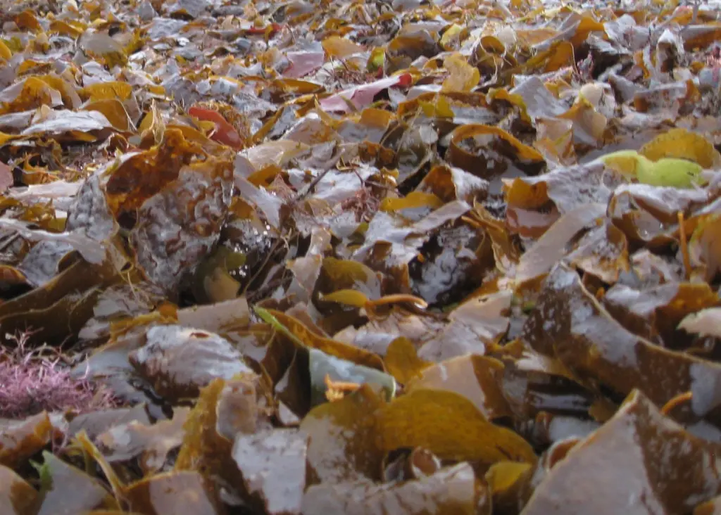 Seaweed- Ireland's newest farming activity to bring export and job opportunities. Credit: Sebastian Nils/CC-BY-SA-3.0-2.5-2.0-1.0, via Wikimedia Commons