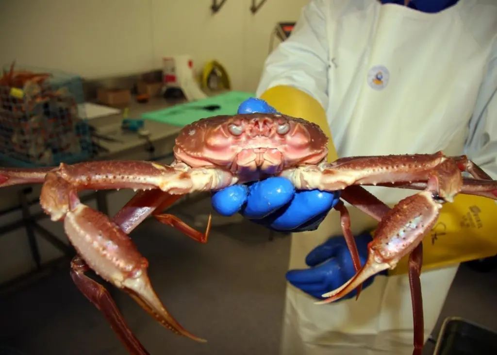 Nofima’s aim is to investigate shelf life and quality of snow crabs