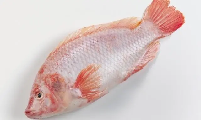 The vaccines will help producers protect their tilapia against streptococcus