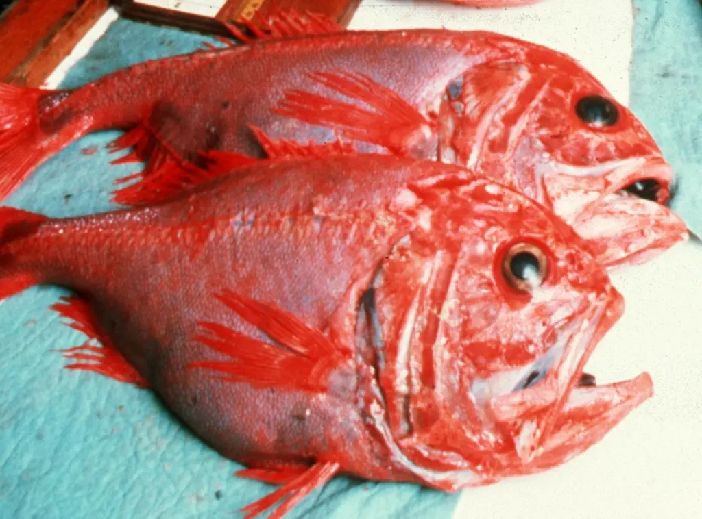 Orange roughy. Credit: CSIRO/CC-BY-3.0, via Wikimedia Commons