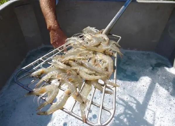 Project Seadragon has been under development for more than four years