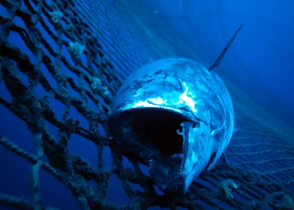 Urgent action is needed to save the "dire future" of Pacific Bluefin tuna. Photo: Marco Care/Marine Photobank