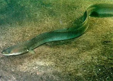 Illegal trade in European eels is thriving. CC BY-SA 3.0 via Commons