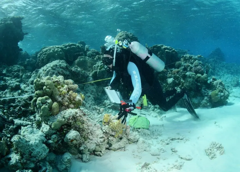 Reef Life Survey diver surveying fishes in the Coral Sea. Credit: Graham Edgar