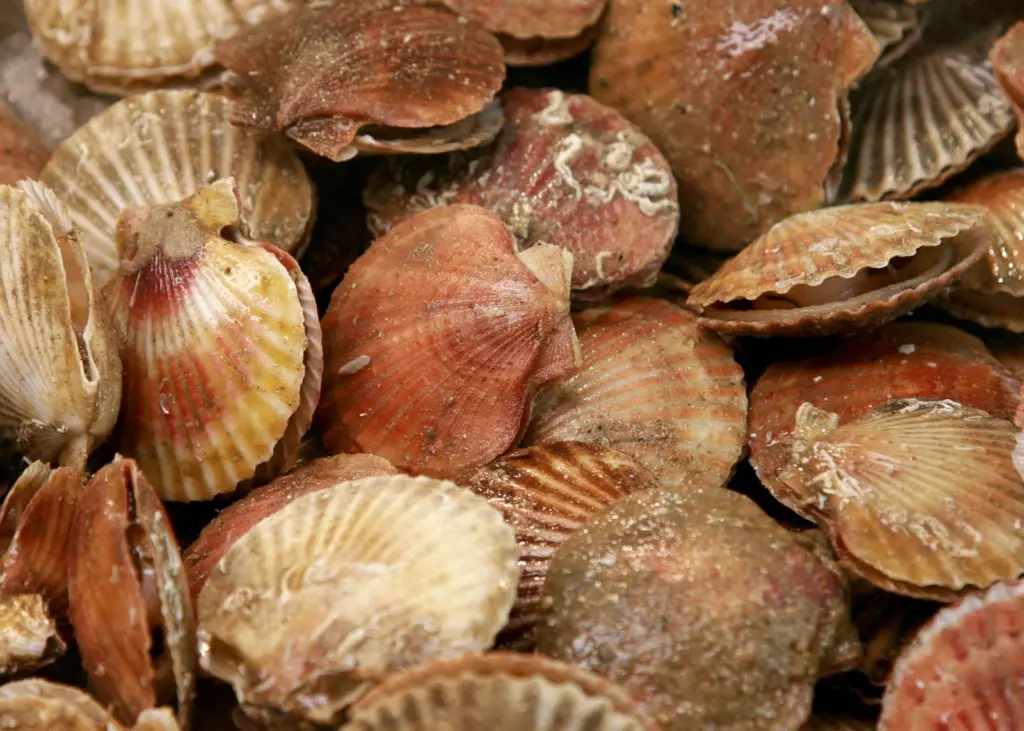 Blue Harvest continues to strive into scallops market