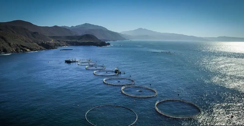 Fish Farming in Mexico