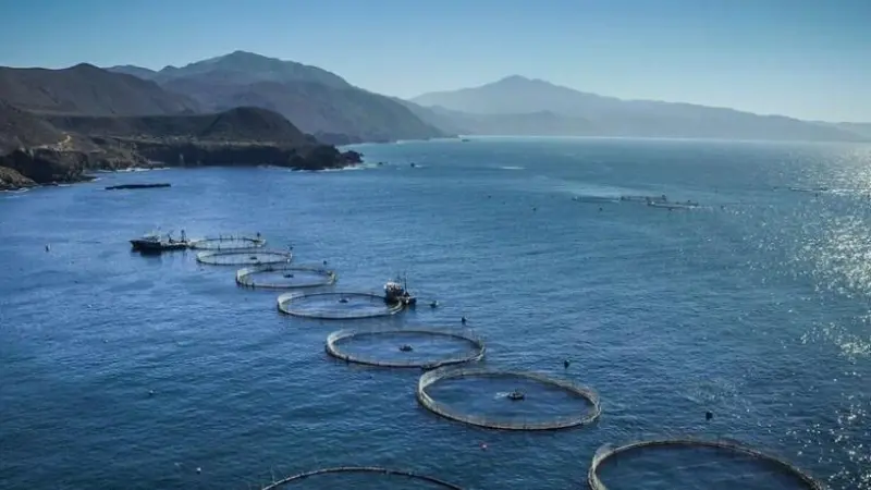 The technical visits will take in the best of the country's offshore farms and processing sites