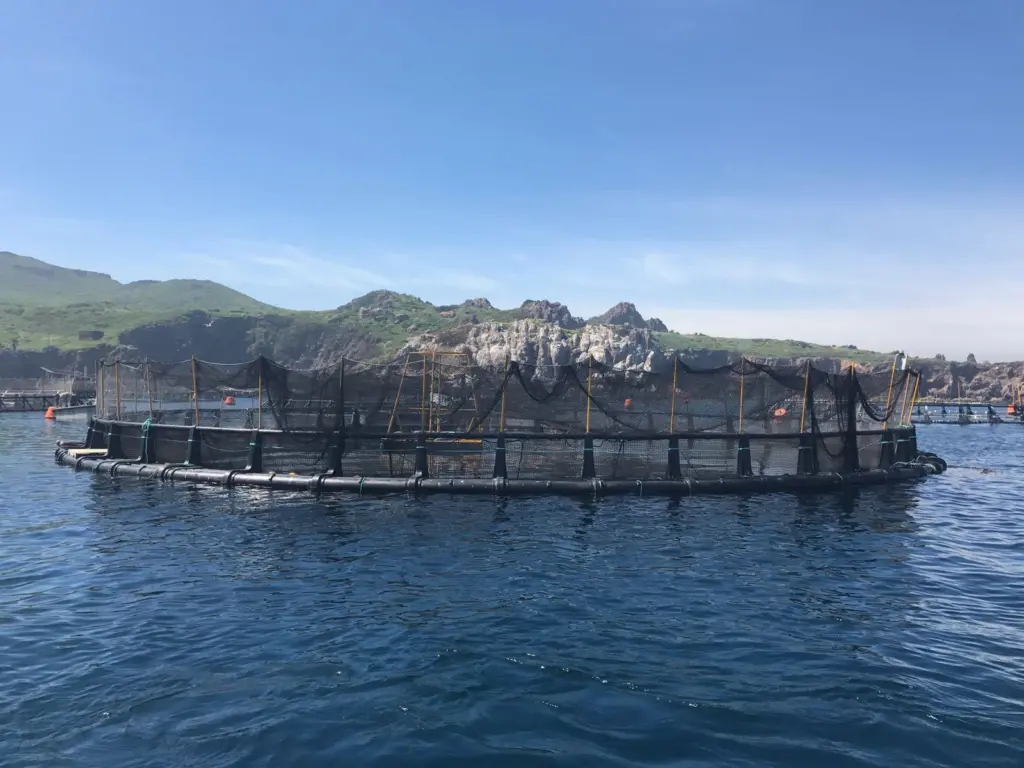 00_65869_Pacifico-Aquaculture-Striped-bass