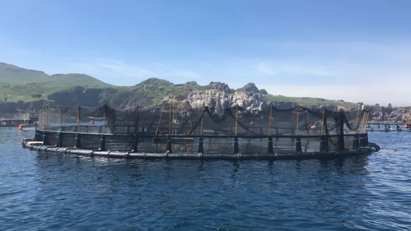 00_65869_Pacifico-Aquaculture-Striped-bass