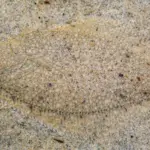 NOAA.winter-flounder-alex-shure-CC4-0-NEFSC