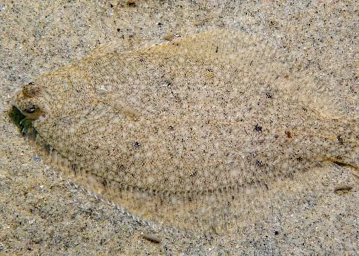 NOAA.winter-flounder-alex-shure-CC4-0-NEFSC