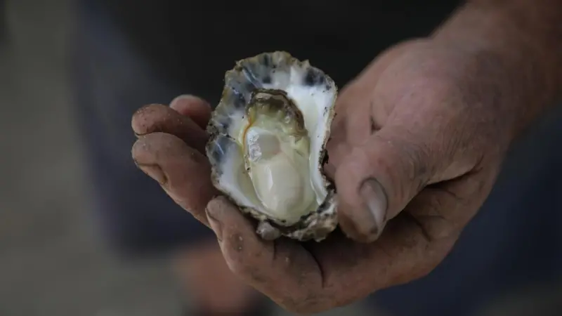 The demand is strong for quality Australian rock oysters. Photo: Australia’s Oyster Coast