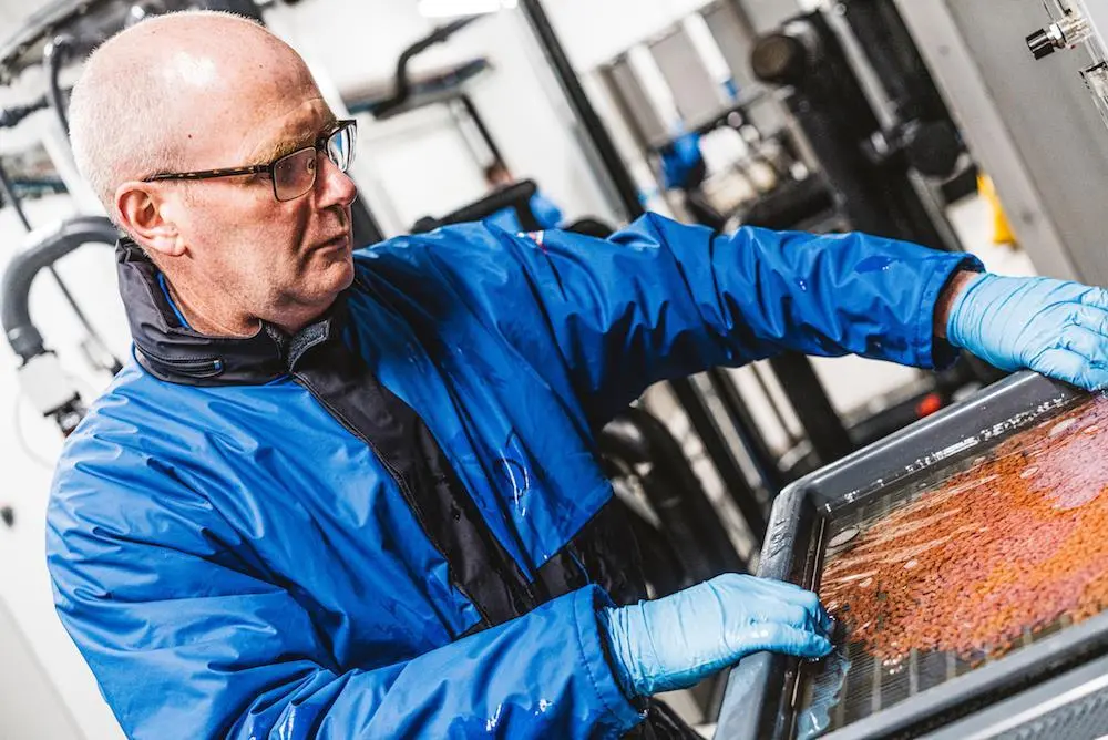 Scottish Sea Farms is working with AquaGen to select the best from its own marine farms and to produce offspring from those. Photo: SSF
