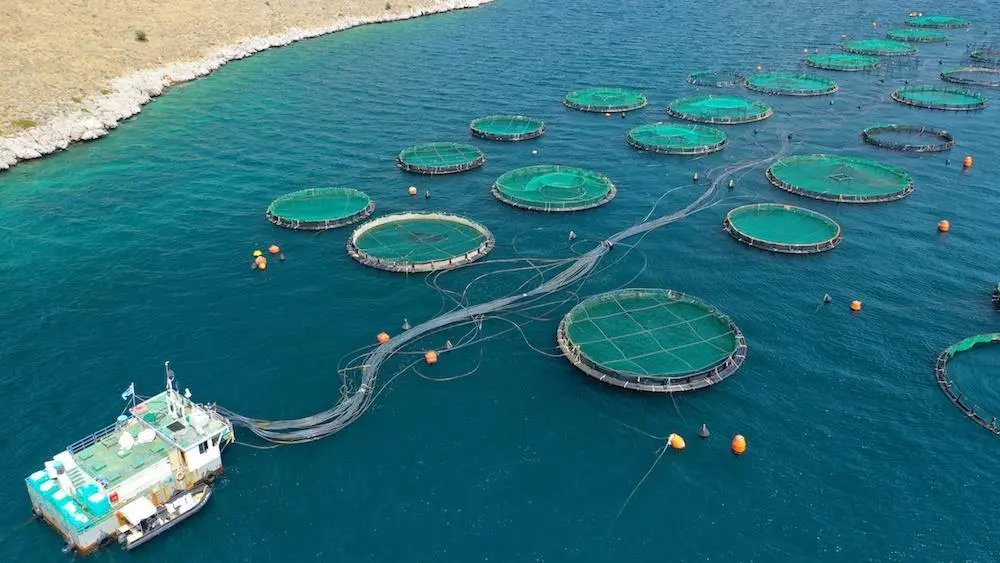 There significant applications and advantages of AI for the fish farming industry, but these come with a word of caution