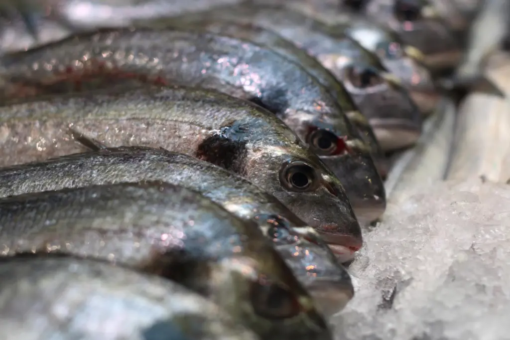Seabream