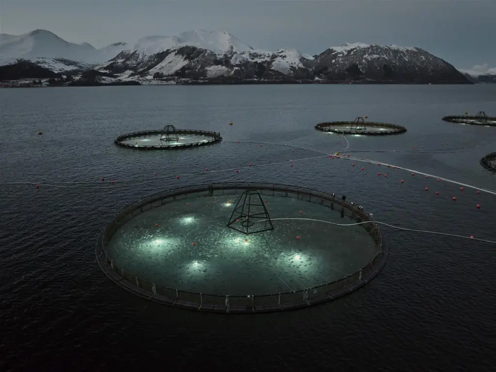 Cod farming using lights
