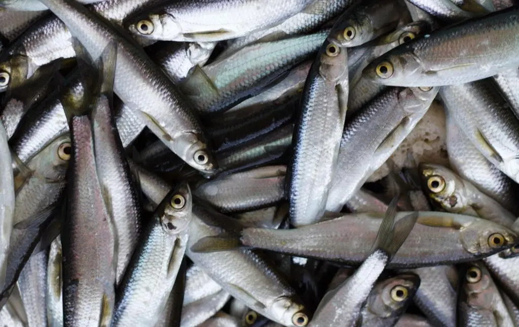 NEA herring