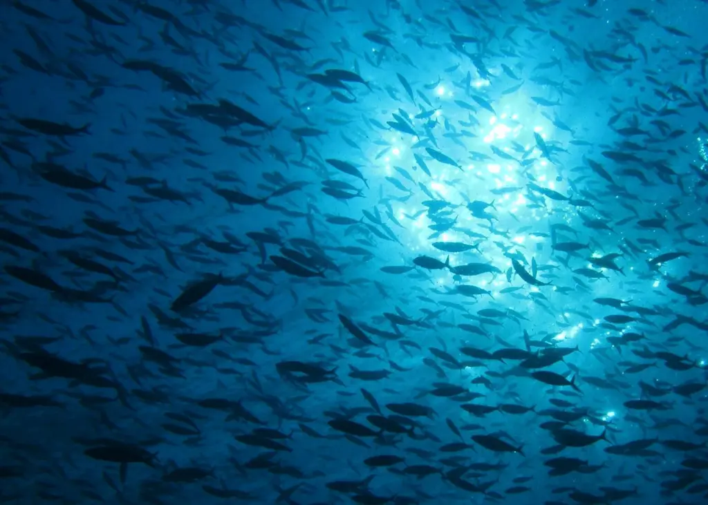 Fish swimming around