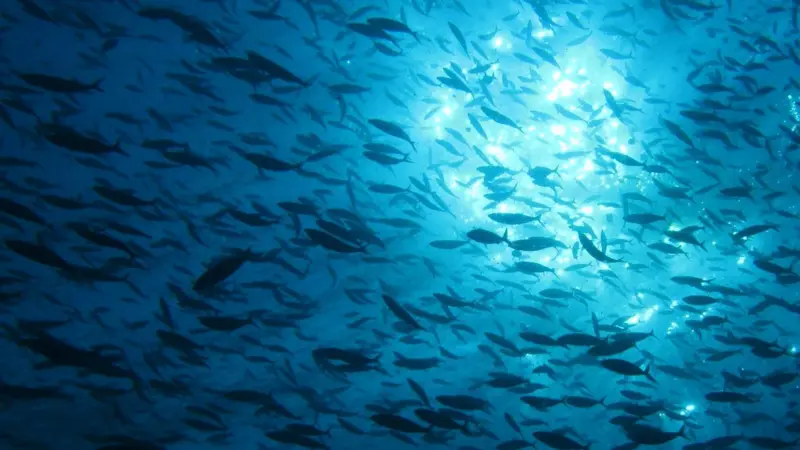 Fish swimming around