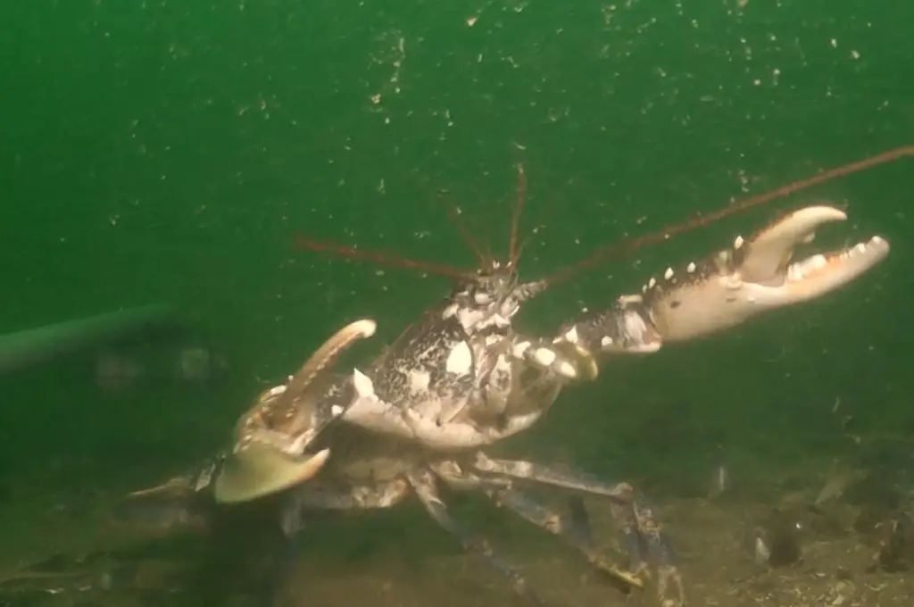 A lobster under the mussel farm run by Offshore Shellfish Ltd