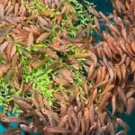 SAIC_OFS_wrasse