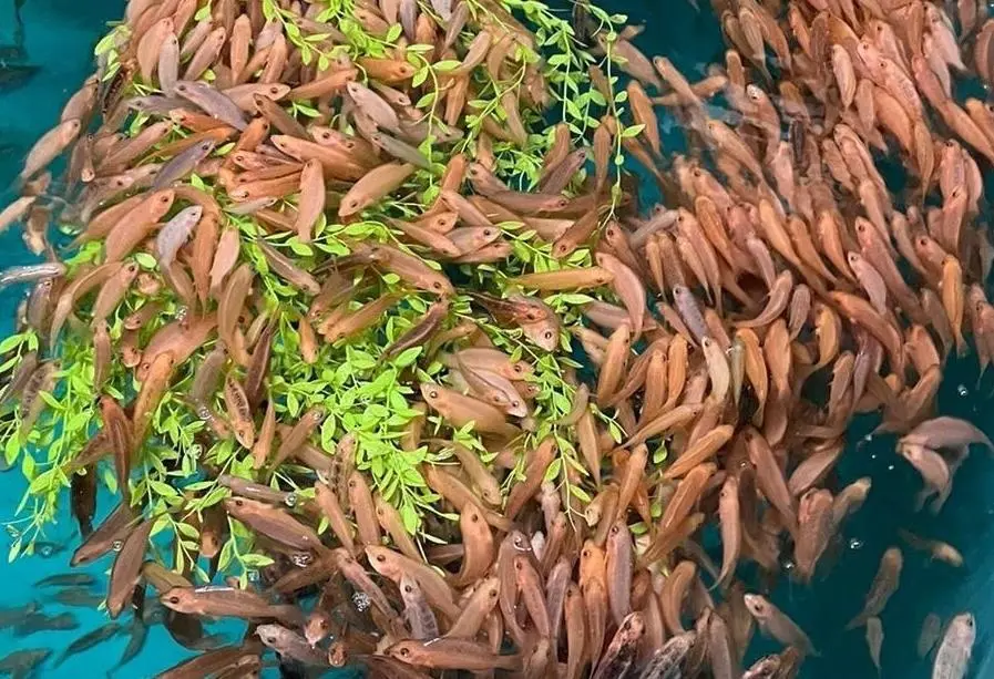SAIC_OFS_wrasse