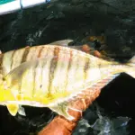 Golden trevally