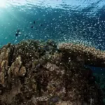 DNV Ocean Ecology
