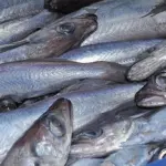 Blue whiting