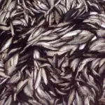 Araucanian herring