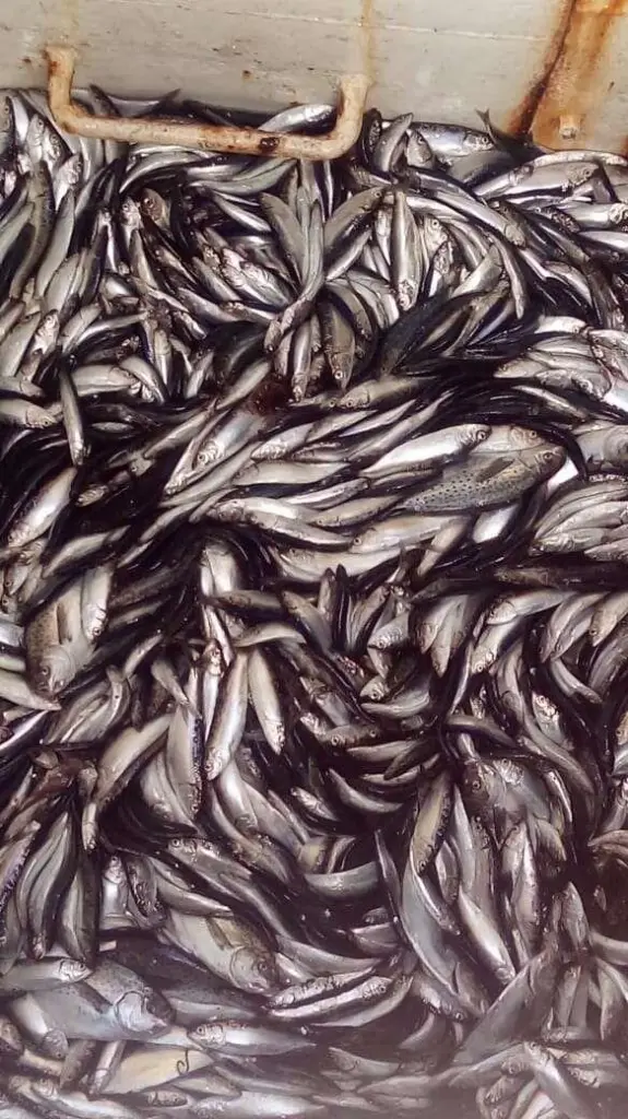 Araucanian herring