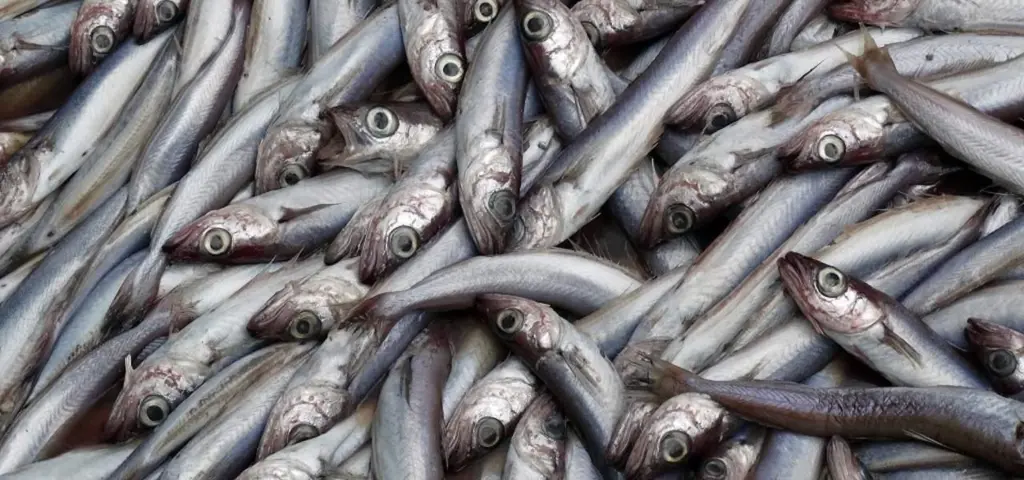 Blue whiting