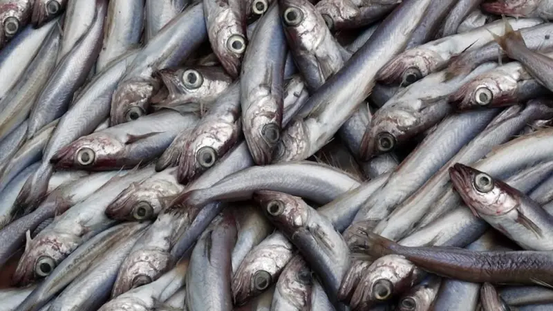 Blue whiting