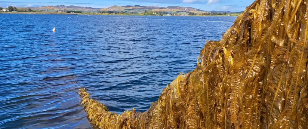 Seaweed at Mulroy Bay in Ireland