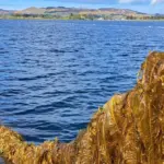 Seaweed at Mulroy Bay in Ireland