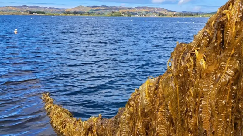 Seaweed at Mulroy Bay in Ireland