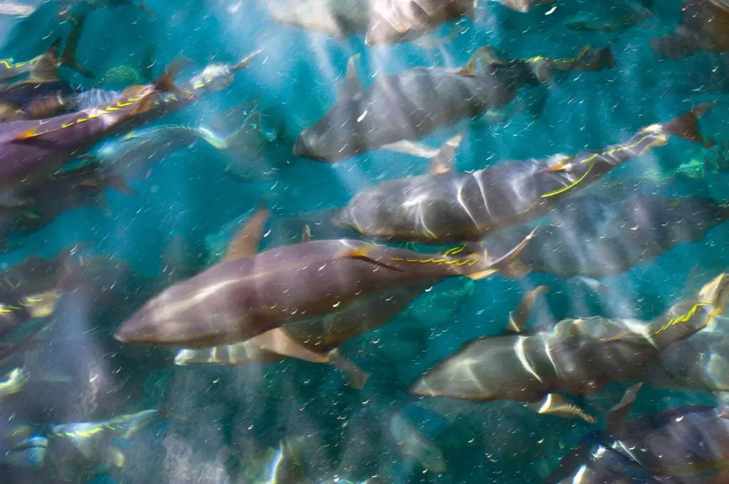 Bluefin tuna