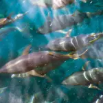 Bluefin tuna