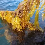Scottish Sea Farms – seaweed, Loch Spelve
