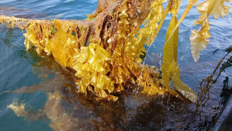 Scottish Sea Farms – seaweed, Loch Spelve
