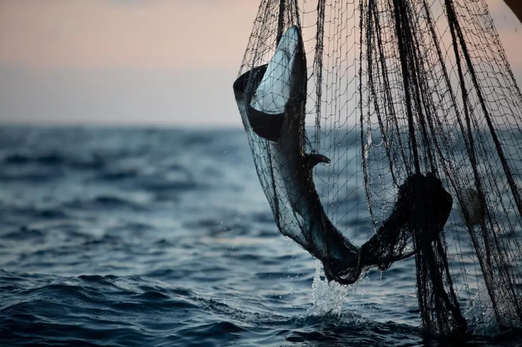 Greenpeace RFMO report