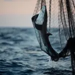 Greenpeace RFMO report