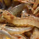 shrimp