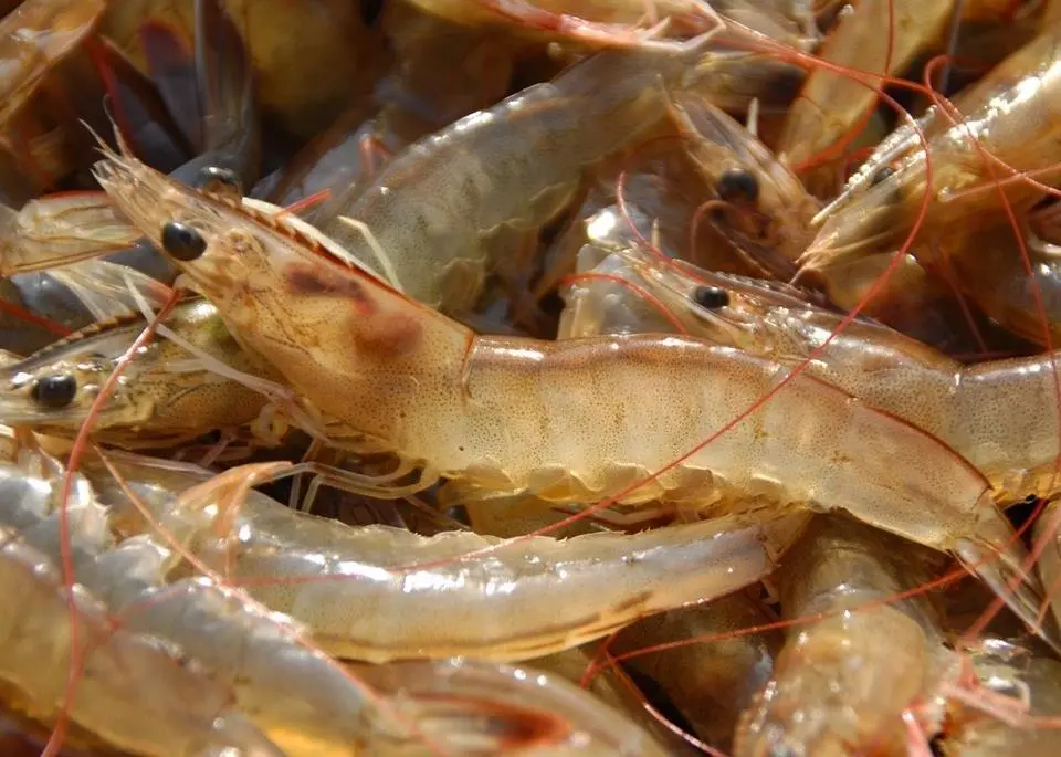 shrimp